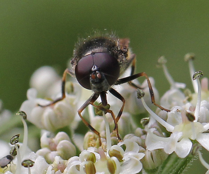 August 2014, Polesden Lacey TQ 1352 IMG_8152 tqs ++ C scutellata m face PL.jpg